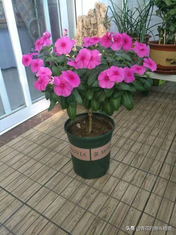 长春花长势慢花少，收下这几个养护技巧，蹭蹭冒芽 ，开成花海