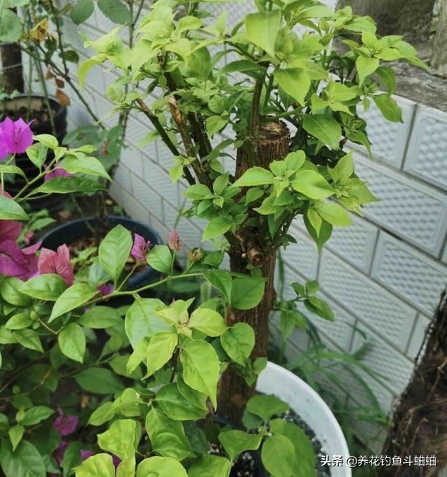 三角梅叶黄不开花，土里加2种料，养护2周，花苞嗖嗖蹿出来