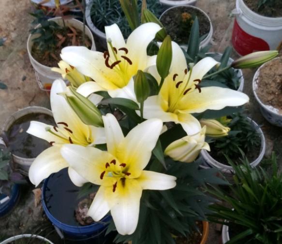 家中养百合，养养就黄叶，教你几招，叶绿花大，年年开花