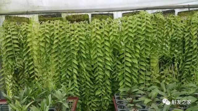 种石斛兰你会使用磷酸二氢钾吗？