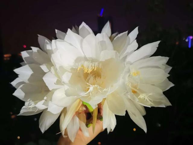四月天剪下昙花叶扦插入盆，收获昙花的福利太多，令人赞叹不已！