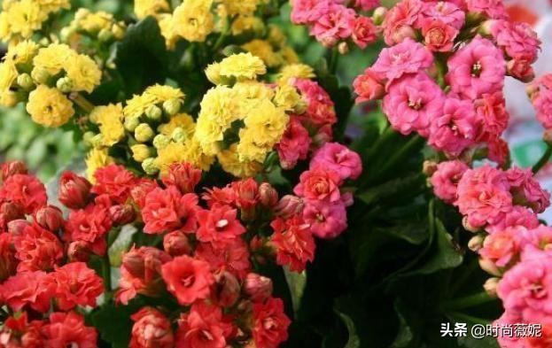 这几种花卉要记得“摘心”，这样才能枝繁叶茂花期长！