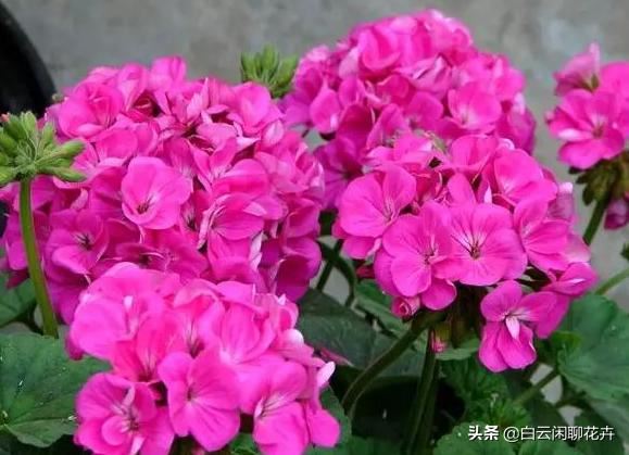 在什么时候扦插最好？当然是春末期了，很快就会一朵接一朵地绽放