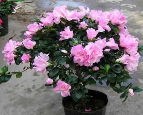杜鹃花买回来不会养？小花匠来教你，呼呼开花长新芽，你也能养好