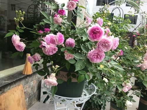 喜欢太阳的“3种花”，就要狠狠晒，别心疼，越晒越开“香香花”