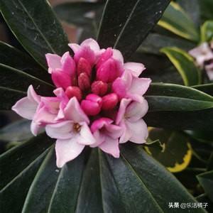 瑞香：满屋花香，立春祥瑞盆栽，开花后如何修剪才能花开不断