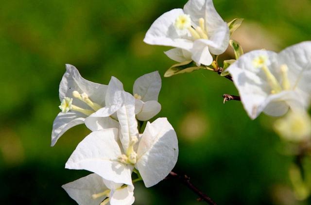 三角梅花型特殊只有3片花瓣，养在庭院这样做，花期提前开花旺