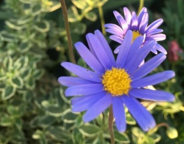 夏天就养3种菊花，家里养一盆，香味浓郁很好闻，满屋都是花香味