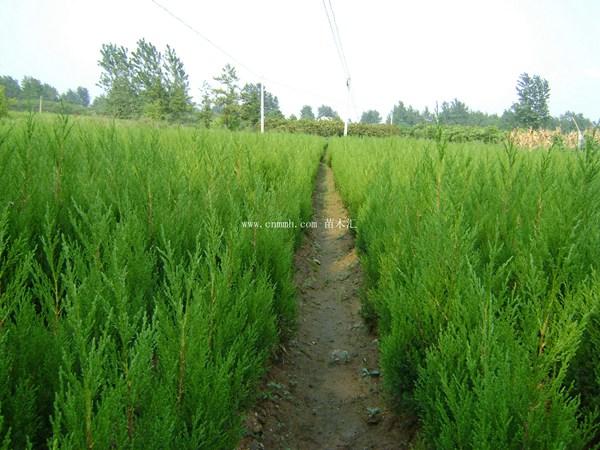 蜀桧苗种植与栽培技术和方法
