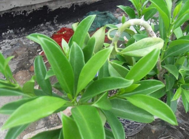 路边一种观赏树，到了春天满树“茉莉花”，耐看受欢迎家养好选择