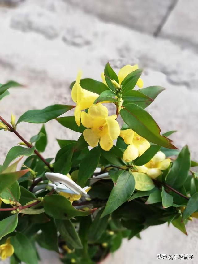 法国香水藤：香水茉莉淡淡花香，爬满阳台年年开花延长花期不是梦