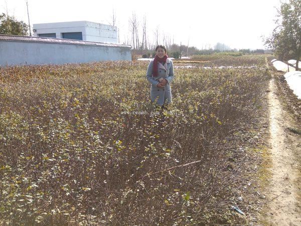 贴梗海棠栽培与种植技术详情如下