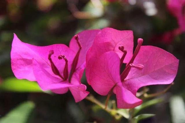 三角梅花型特殊只有3片花瓣，养在庭院这样做，花期提前开花旺