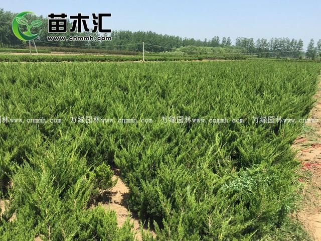龙柏苗是怎样培育的 病虫害防治