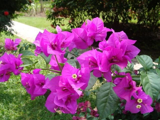 三角梅花型特殊只有3片花瓣，养在庭院这样做，花期提前开花旺