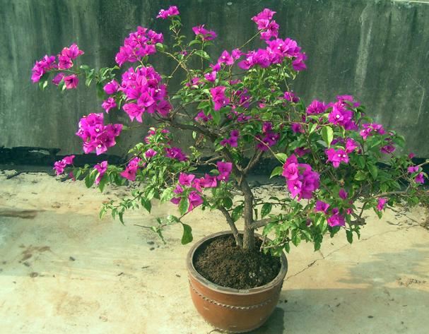 三角梅花型特殊只有3片花瓣，养在庭院这样做，花期提前开花旺