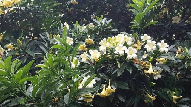 路边一种观赏树，到了春天满树“茉莉花”，耐看受欢迎家养好选择