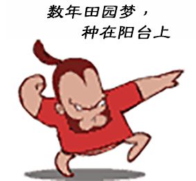春光明媚，去年播种的紫罗兰在阳台上悄然绽放