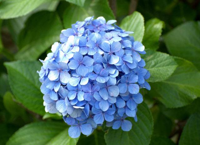 如何养护绣球花，可以让它生长茂盛，小编来告诉你