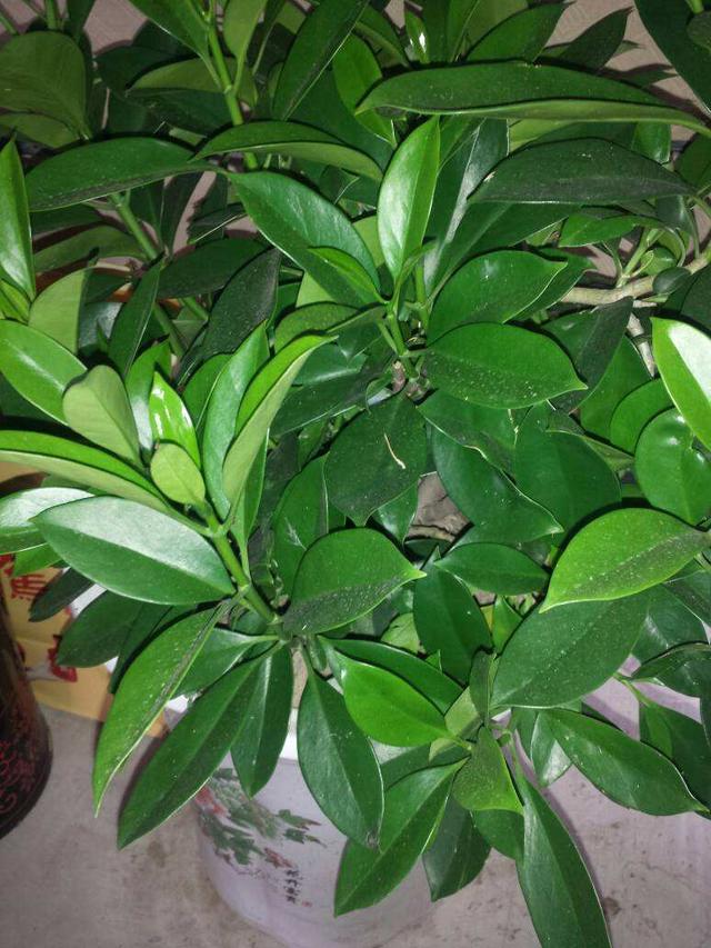 路边一种观赏树，到了春天满树“茉莉花”，耐看受欢迎家养好选择