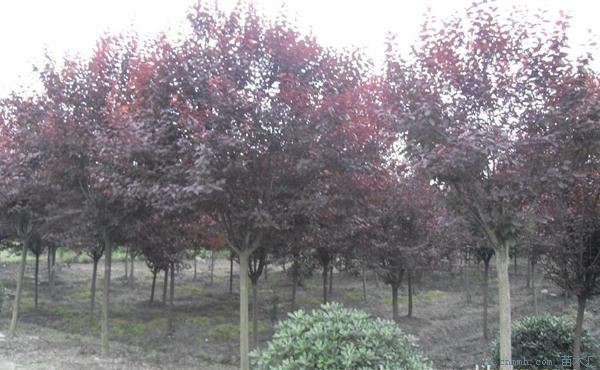 紫叶李什么时候开花_几年结果呢？