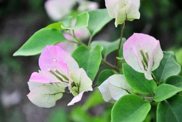 三角梅花型特殊只有3片花瓣，养在庭院这样做，花期提前开花旺