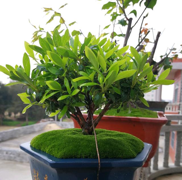 养杜鹃花盆栽为什么很多大神不建议在花盆表面铺青苔？似乎明白了