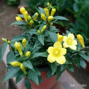 法国香水藤：香水茉莉淡淡花香，爬满阳台年年开花延长花期不是梦