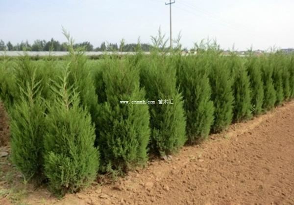 蜀桧苗种植与栽培技术和方法