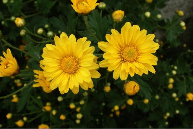 夏天就养3种菊花，家里养一盆，香味浓郁很好闻，满屋都是花香味