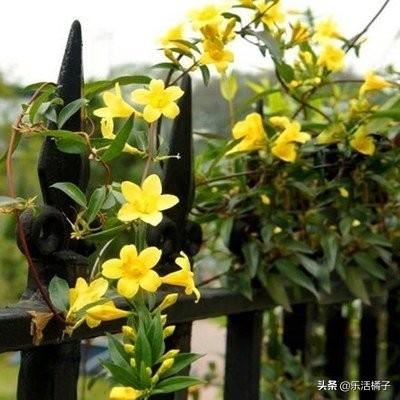 法国香水藤：香水茉莉淡淡花香，爬满阳台年年开花延长花期不是梦