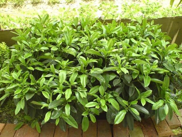 路边一种观赏树，到了春天满树“茉莉花”，耐看受欢迎家养好选择