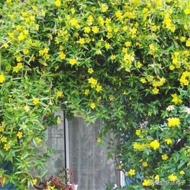 法国香水藤：香水茉莉淡淡花香，爬满阳台年年开花延长花期不是梦