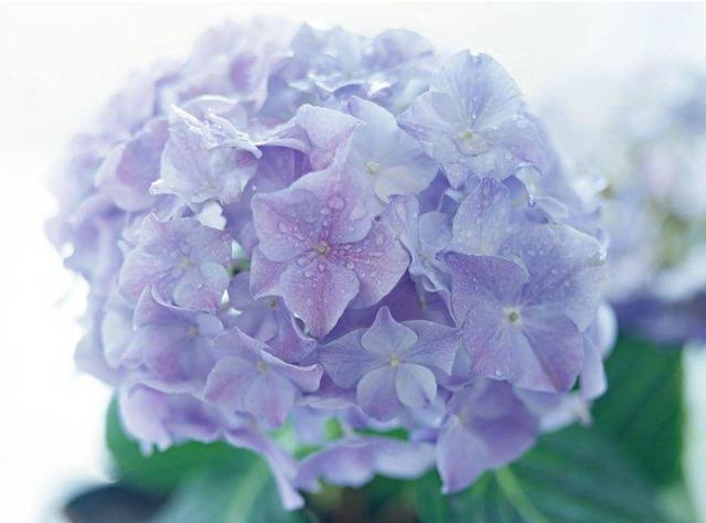 如何养护绣球花，可以让它生长茂盛，小编来告诉你
