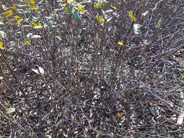 贴梗海棠栽培与种植技术详情如下