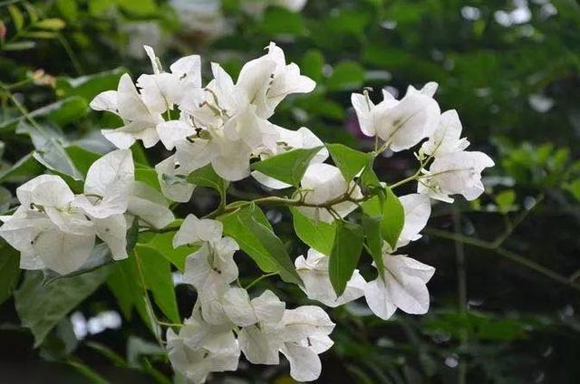 三角梅花型特殊只有3片花瓣，养在庭院这样做，花期提前开花旺