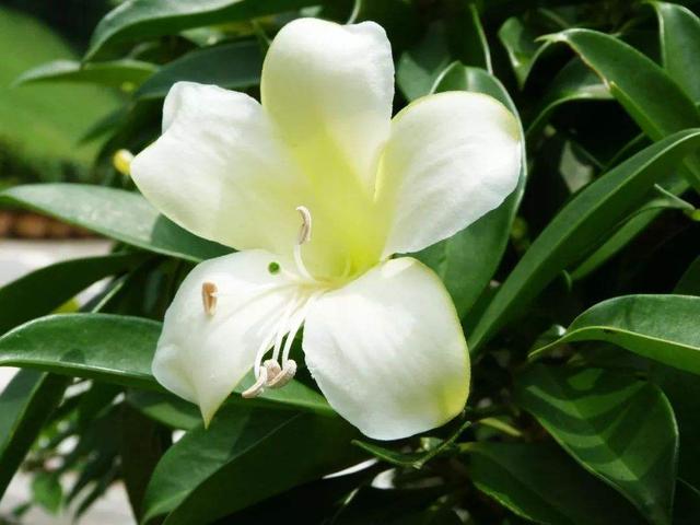 路边一种观赏树，到了春天满树“茉莉花”，耐看受欢迎家养好选择