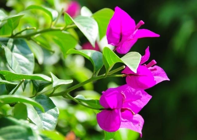 三角梅花型特殊只有3片花瓣，养在庭院这样做，花期提前开花旺