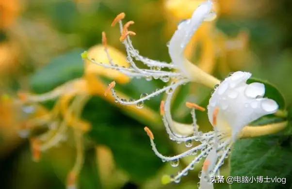 金银花—忍冬