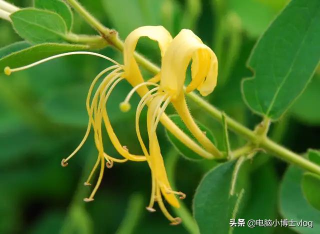 金银花—忍冬