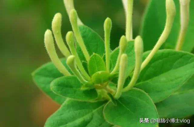金银花—忍冬