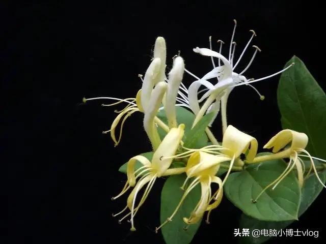 金银花—忍冬