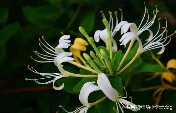 金银花—忍冬
