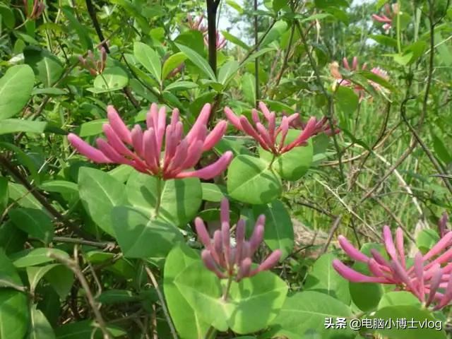 金银花—忍冬