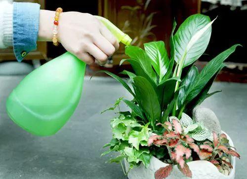 使用“磷酸二氢钾”促花，谨记“2点”，做对了，才能花满头