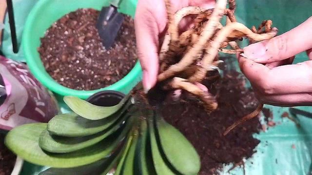 使用“磷酸二氢钾”促花，谨记“2点”，做对了，才能花满头