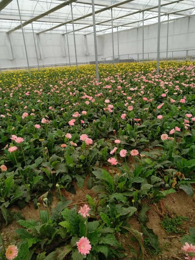 色彩艳丽的非洲菊地栽掌握这6点，花艳多产效益高