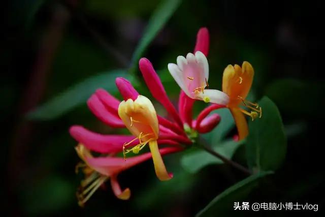 金银花—忍冬