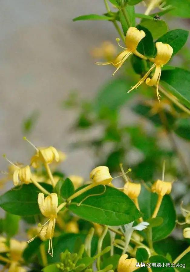 金银花—忍冬