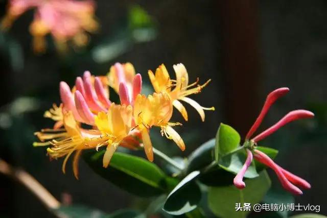 金银花—忍冬